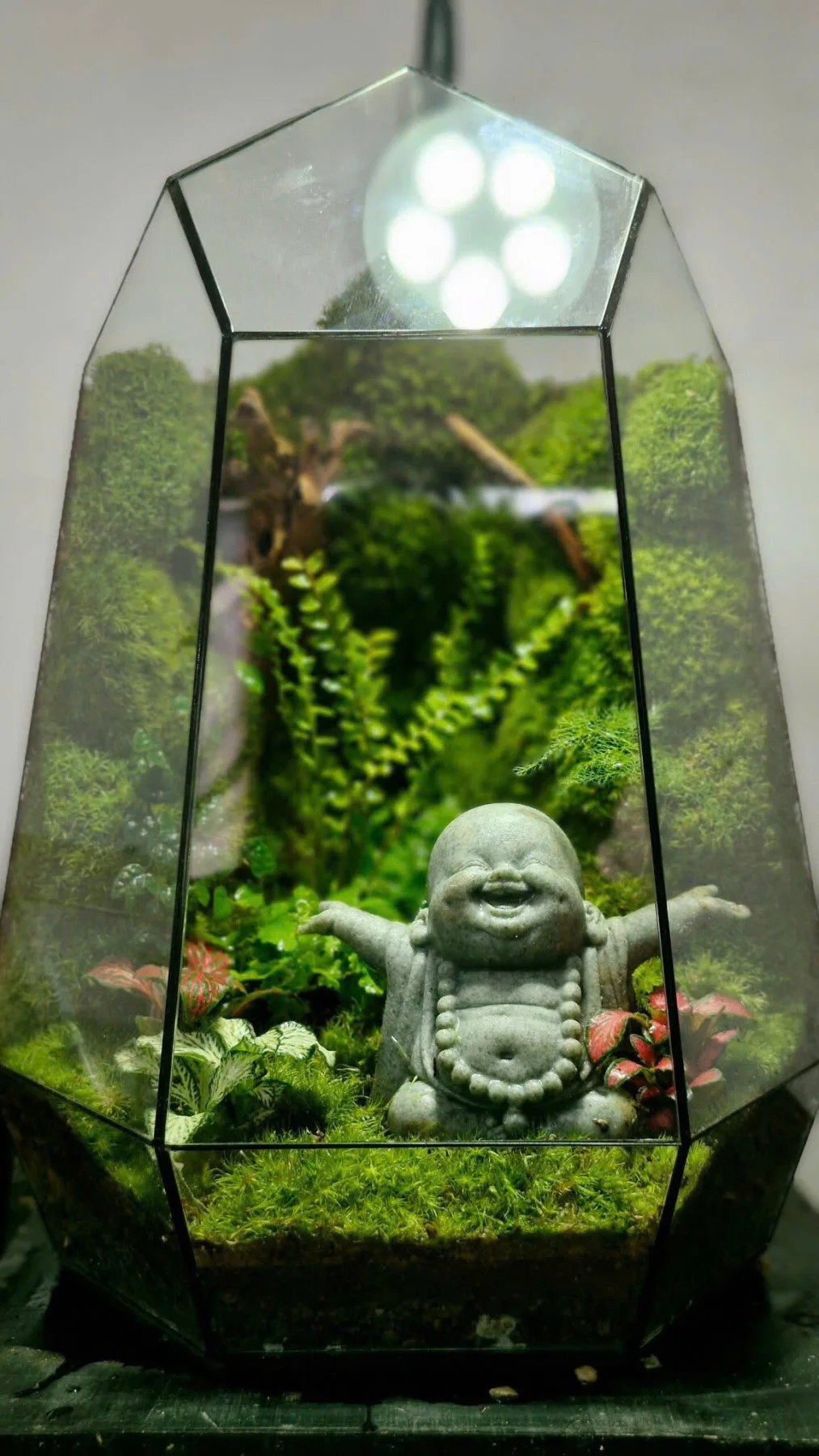⭐️Bể Terrarium- Phật Di Lạc An Nhiên